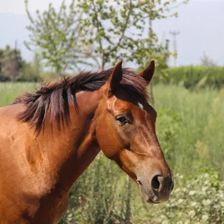 Aydos Konaklari